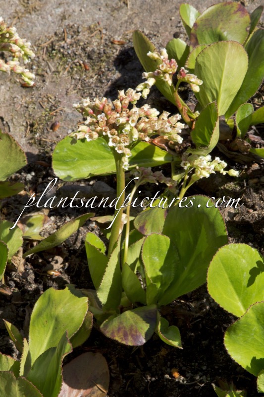 Bergenia stracheyi