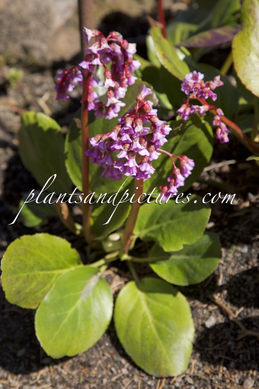 Bergenia crassifolia