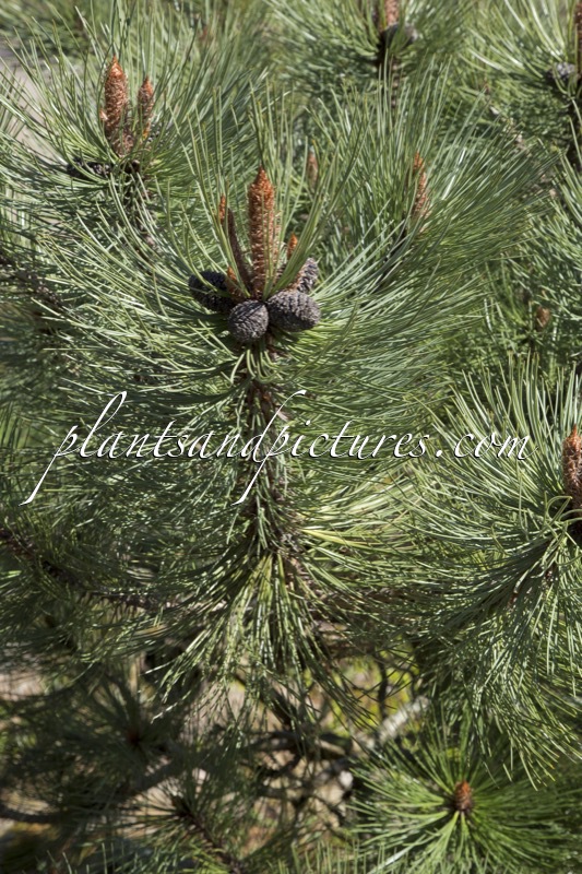 Pinus hartwegii