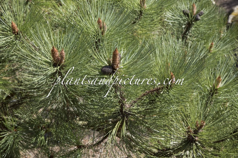 Pinus hartwegii