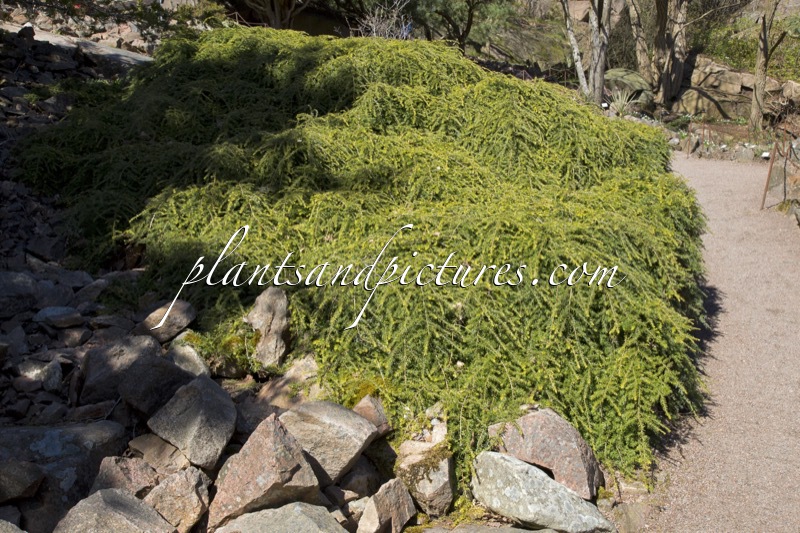 Tsuga canadensis ‘Pendula’