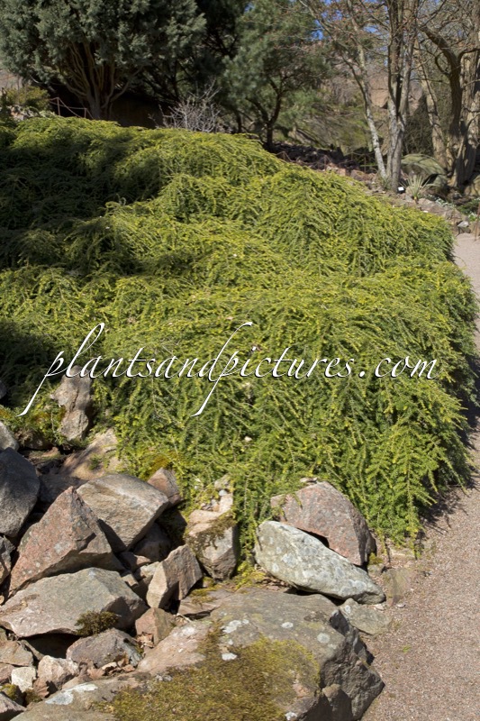Tsuga canadensis ‘Pendula’