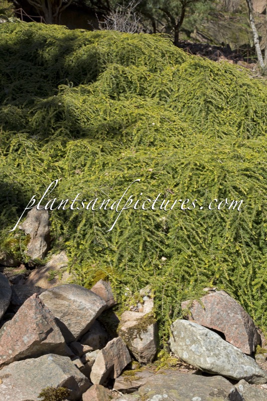 Tsuga canadensis ‘Pendula’