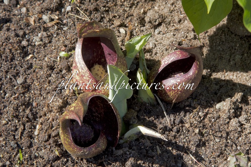 Symplocarpus foetidus