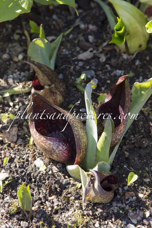 Symplocarpus foetidus