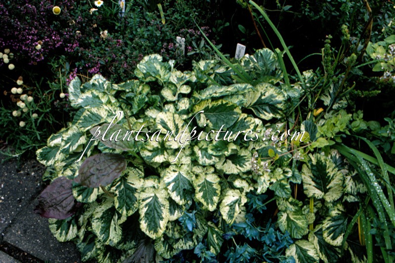 Barbarea vulgaris ‘Variegata’