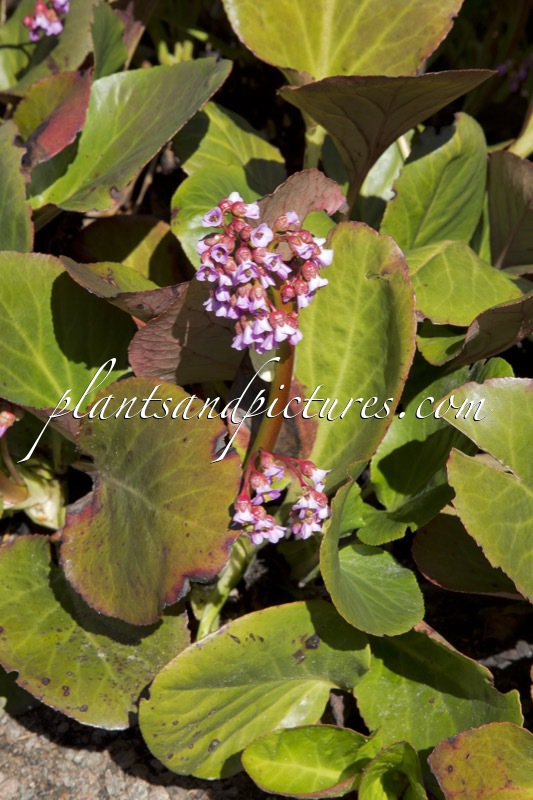 Bergenia crassifolia