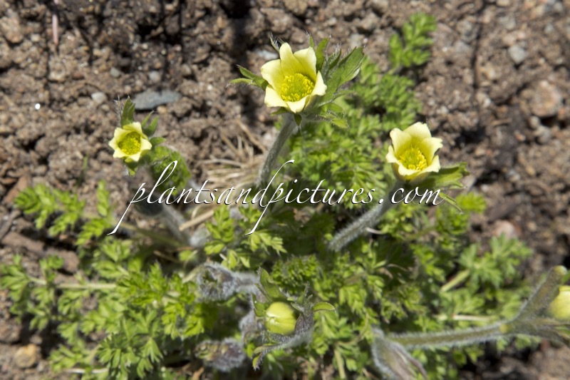 Pulsatilla albana