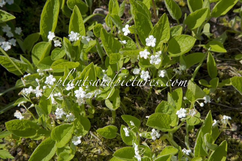 Omphalodes verna ‘Alba’