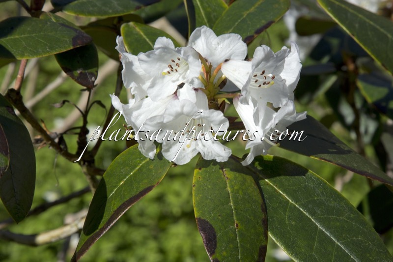 Rhododendron wallichii