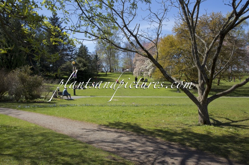 Botaniska Trädgård Göteborg
