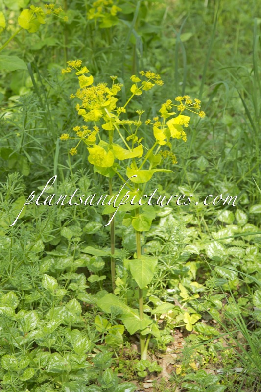 Smyrnium perfoliatum