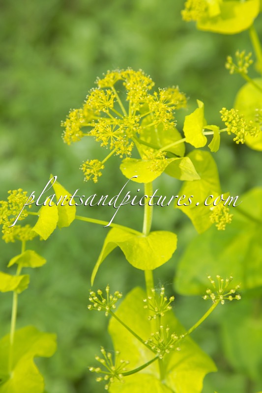 Smyrnium perfoliatum