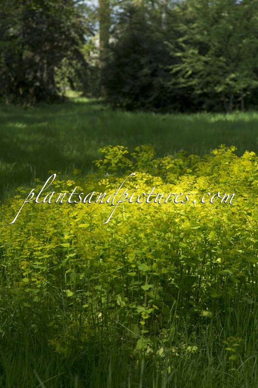 Smyrnium perfoliatum