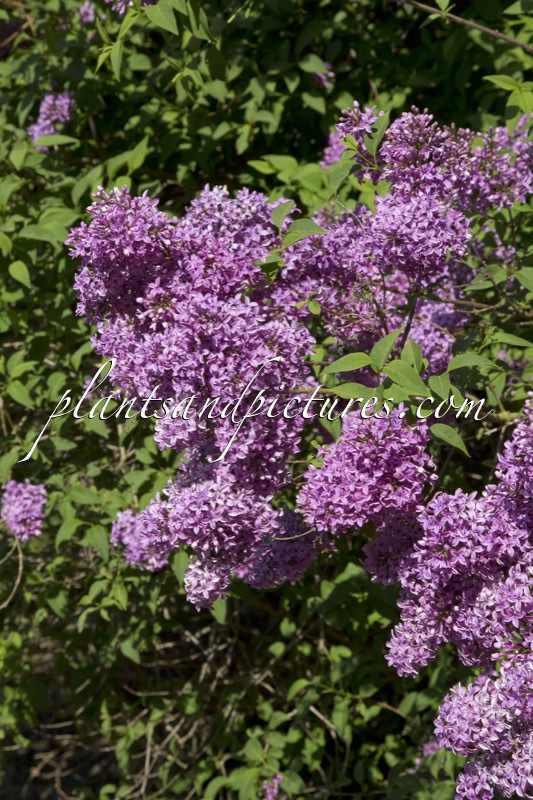 Syringa persica