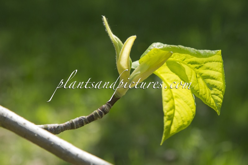 Magnolia acuminata