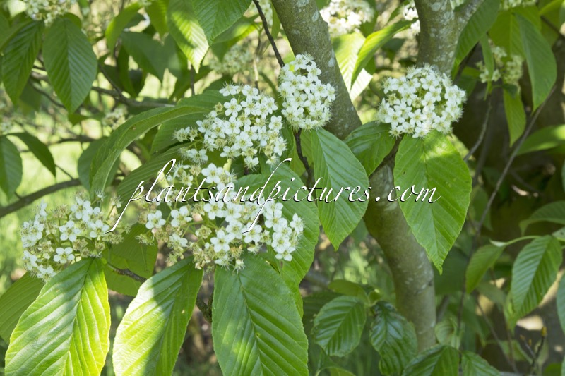 Sorbus caloneura