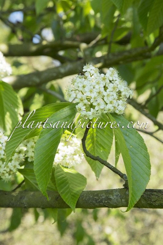 Sorbus caloneura