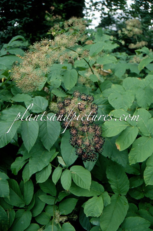 Aralia cordata