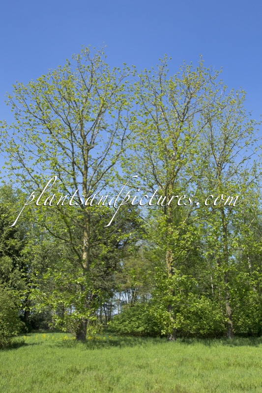 Populus trichocarpa x Populus lasiocarpa