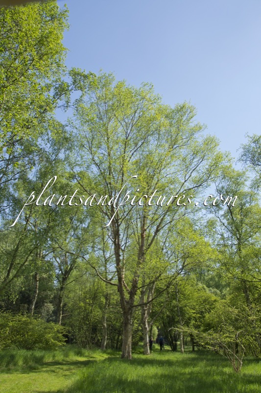 Betula albosinensis