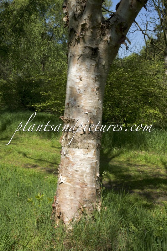 Betula albosinensis