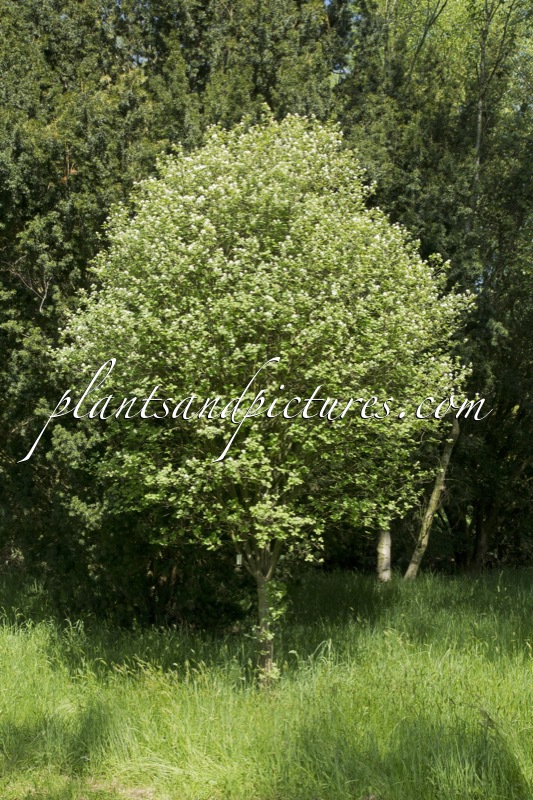 Amelanchier ovalis ‘Helvetia’