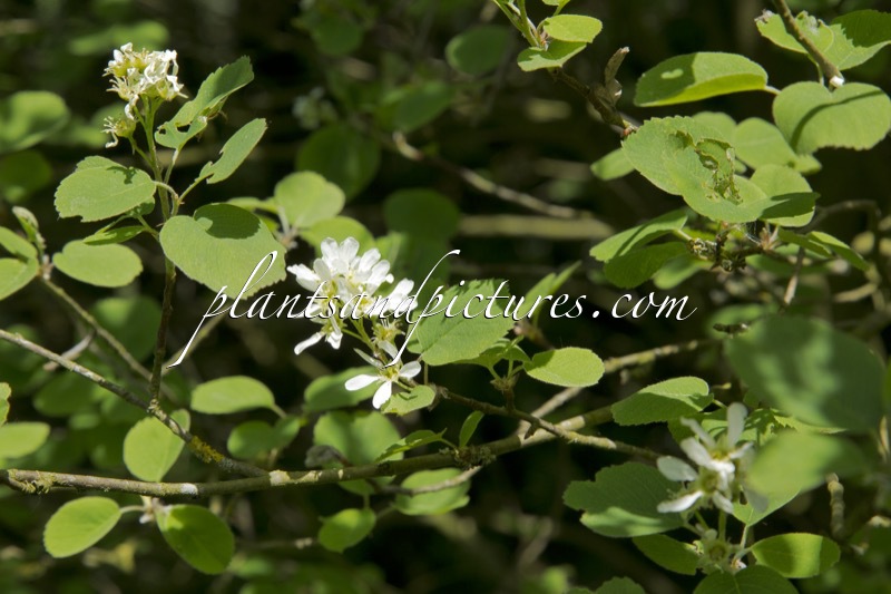 Amelanchier ovalis ‘Helvetia’