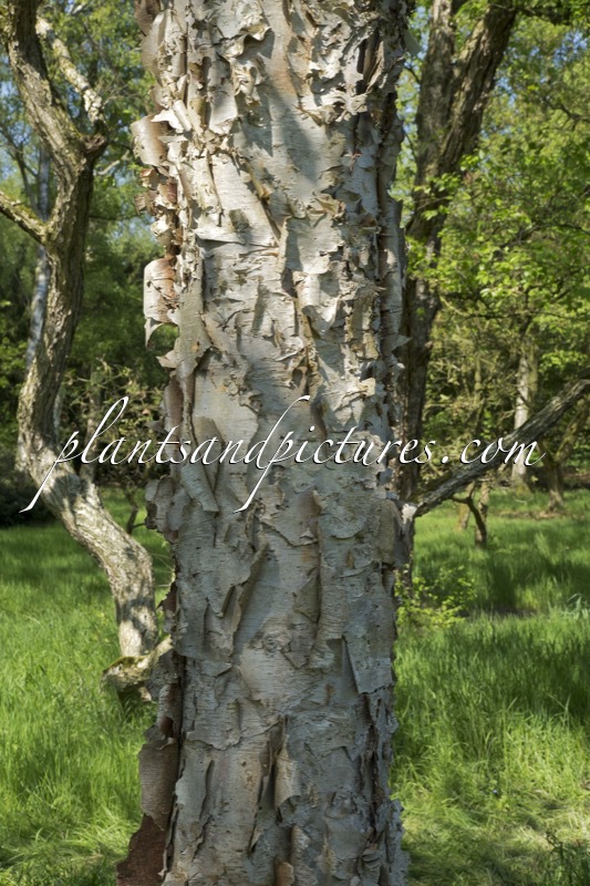 Betula davurica