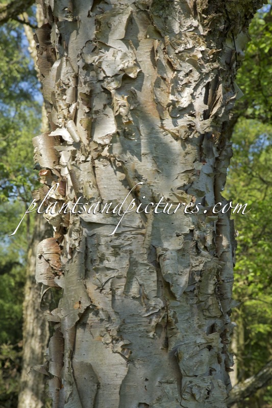 Betula davurica