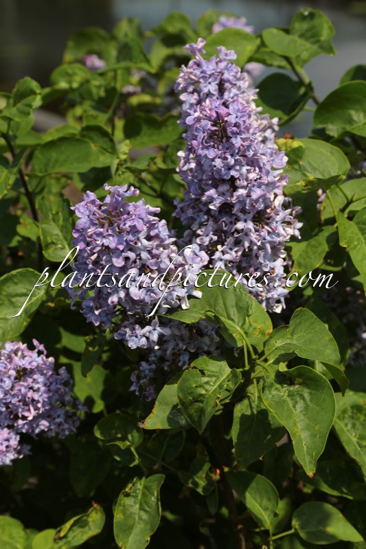 Syringa vulgaris ‘Elsdancer’ (TINY DANCER)