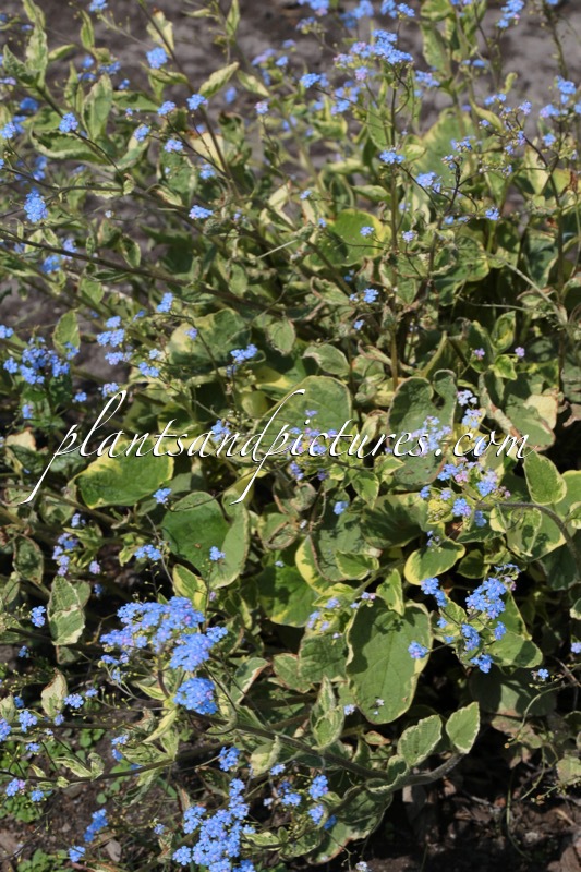 Brunnera macrophylla ‘Hadspen Cream’