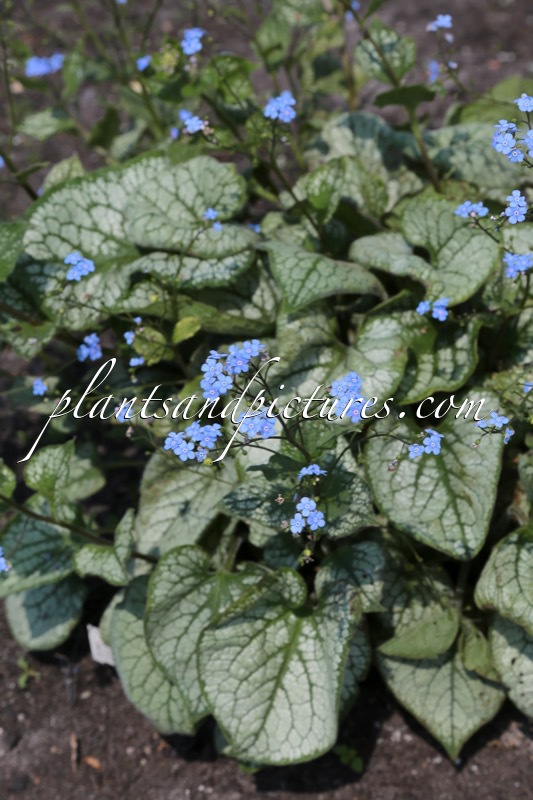 Brunnera macrophylla ‘Jack Frost’
