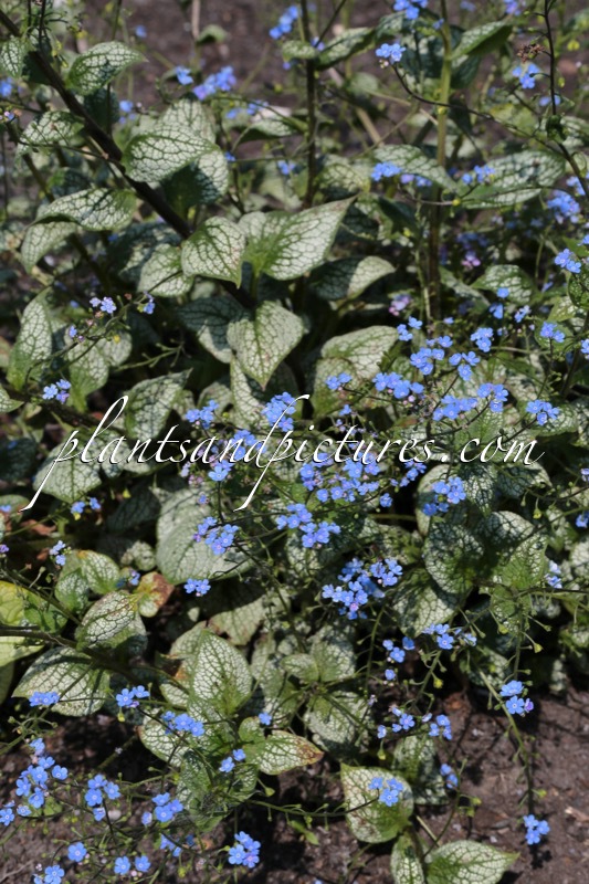 Brunnera macrophylla ‘Sea Heart’