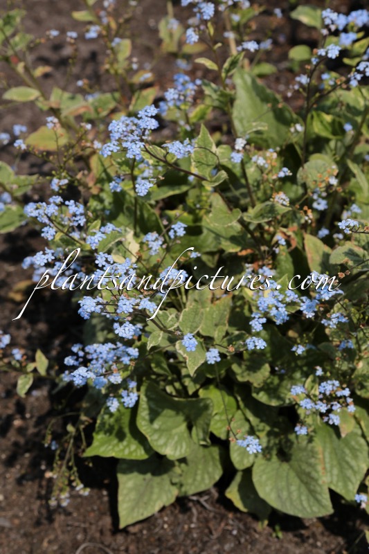 Brunnera macrophylla ‘Silver Wings’