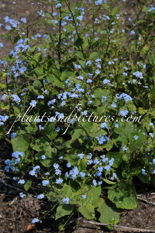 Brunnera macrophylla ‘Langtrees’