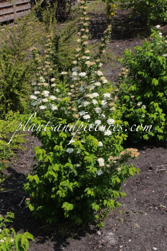 Spiraea chamaedryfolia ‘Martti’