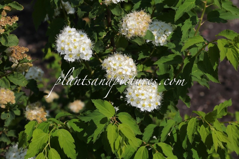 Spiraea chamaedryfolia ‘Martti’