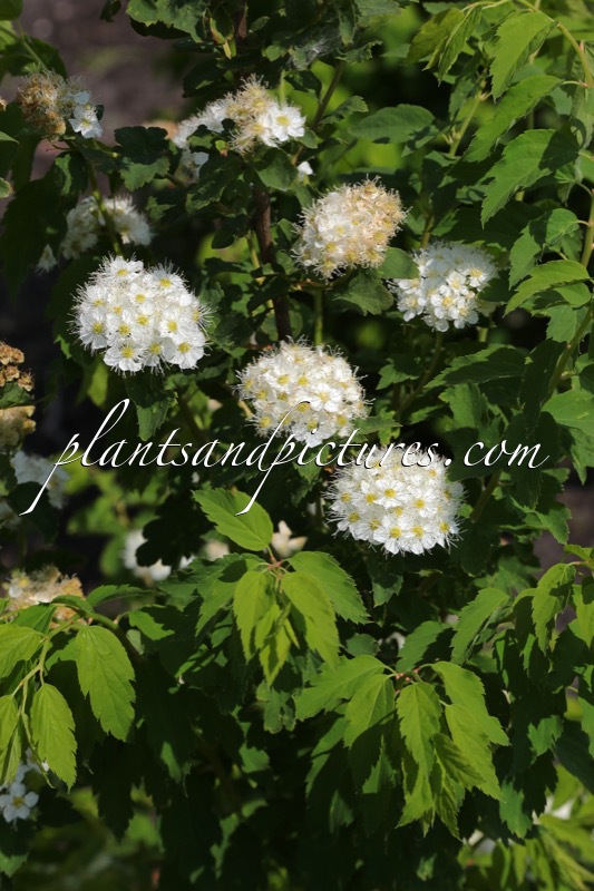 Spiraea chamaedryfolia ‘Martti’
