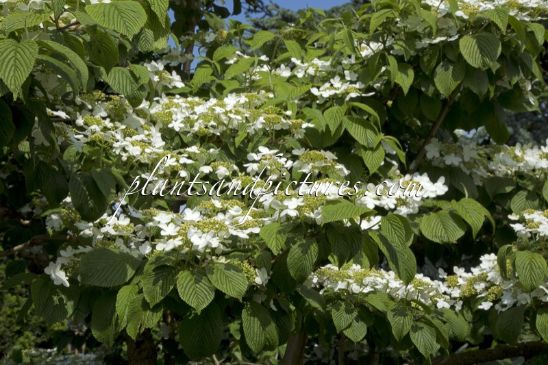 Viburnum plicatum ‘Mariesii’