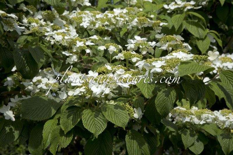 Viburnum plicatum ‘Mariesii’