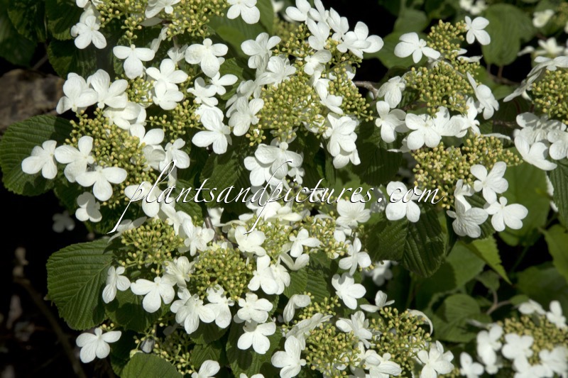 Viburnum plicatum ‘Mariesii’
