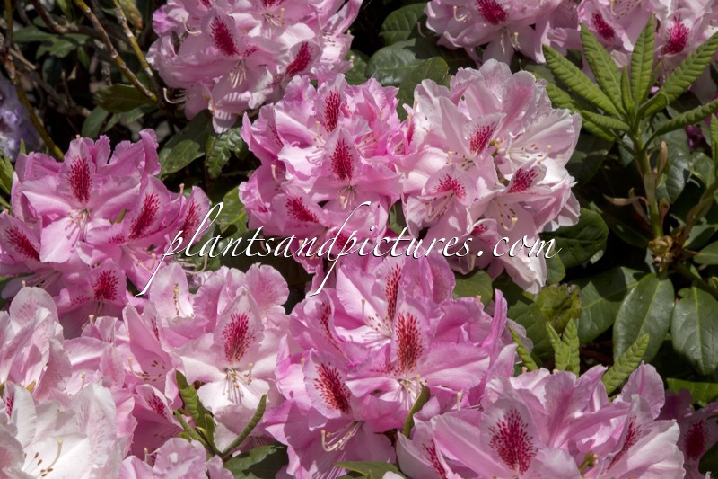 Rhododendron ‘Furnivall’s Daughter’