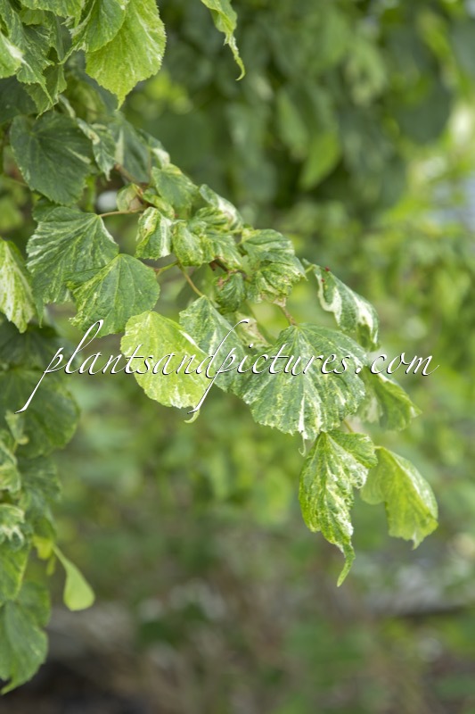 Tilia cordata ‘Mixed Emotions’