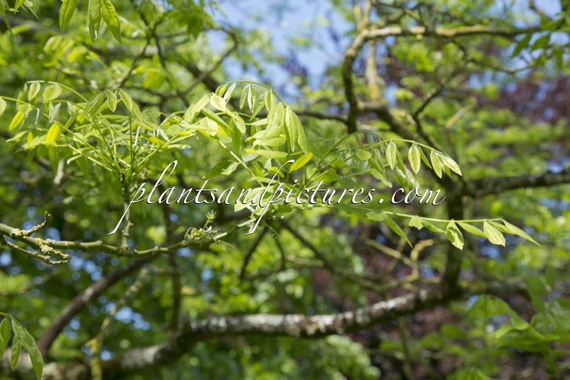 Styphnolobium japonicum f. violaceum
