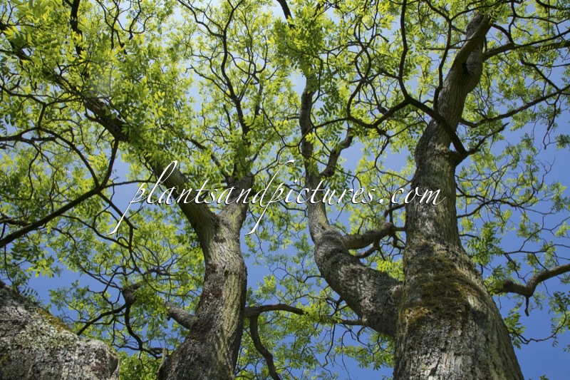 Styphnolobium japonicum f. violaceum