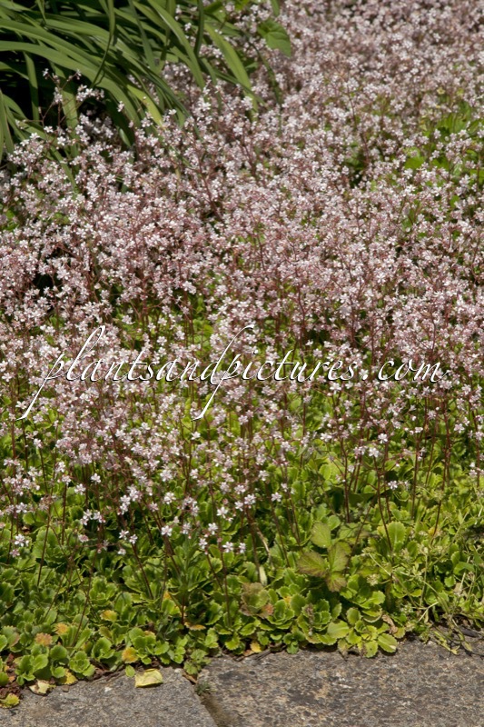 Saxifraga urbium