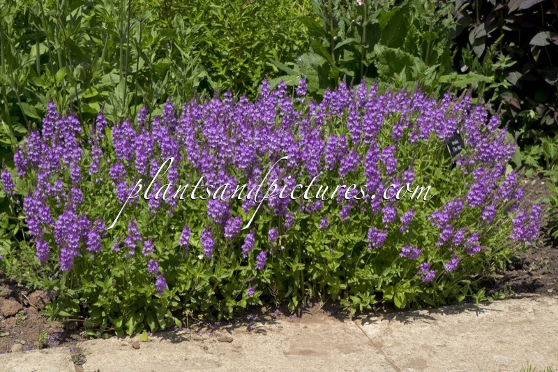 Veronica ‘Ellen Mae’