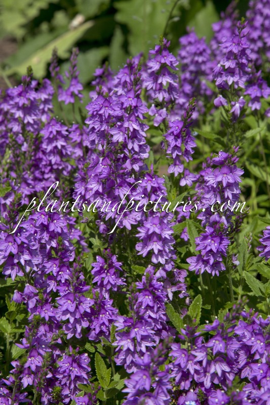 Veronica ‘Ellen Mae’