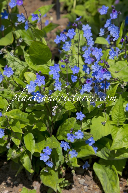 Omphalodes cappadocica ‘Cherry Ingram’